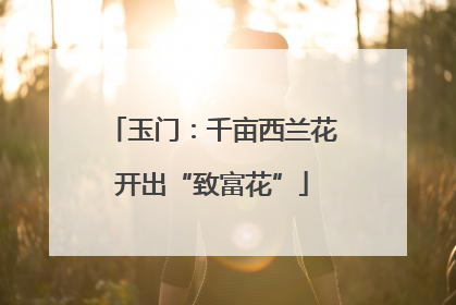 玉门：千亩西兰花开出“致富花”