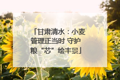 甘肃清水：小麦管理正当时 守护粮“芯”绘丰景