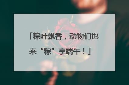 粽叶飘香，动物们也来“粽”享端午！