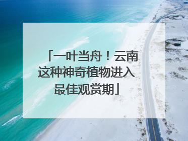 一叶当舟！云南这种神奇植物进入最佳观赏期