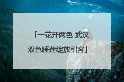 一花开两色 武汉双色睡莲绽放引客