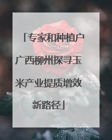 专家和种植户广西柳州探寻玉米产业提质增效新路径