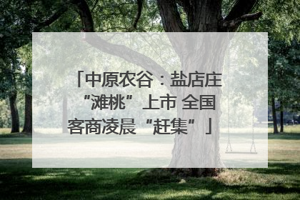 中原农谷：盐店庄“滩桃”上市 全国客商凌晨“赶集”