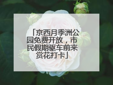 京西月季洲公园免费开放，市民假期驱车前来赏花打卡