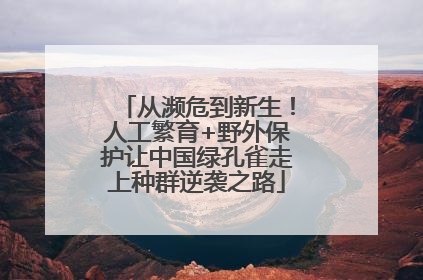 从濒危到新生！人工繁育+野外保护让中国绿孔雀走上种群逆袭之路