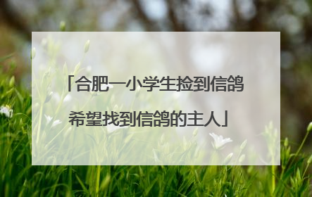 合肥一小学生捡到信鸽 希望找到信鸽的主人