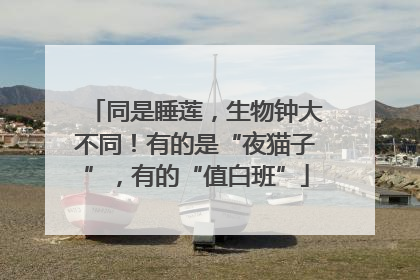 同是睡莲，生物钟大不同！有的是“夜猫子”，有的“值白班”