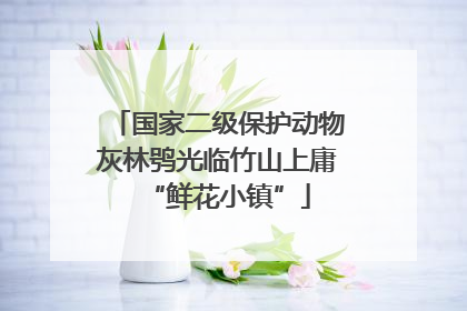 国家二级保护动物灰林鸮光临竹山上庸“鲜花小镇”