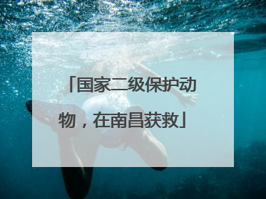 国家二级保护动物，在南昌获救