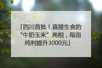 四川首批！直接生食的“牛奶玉米”亮相，每亩纯利提升3000元