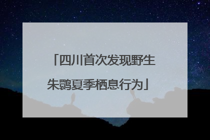 四川首次发现野生朱鹮夏季栖息行为