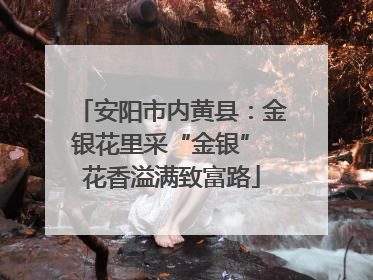 安阳市内黄县：金银花里采“金银” 花香溢满致富路