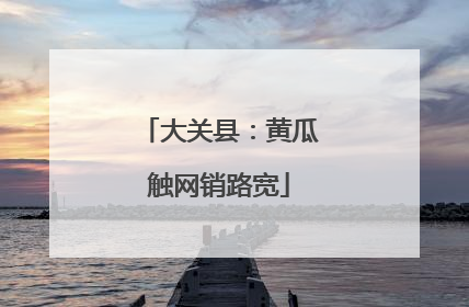 大关县：黄瓜触网销路宽