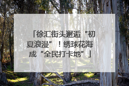 徐汇街头邂逅“初夏浪漫”！绣球花海成“全民打卡地”