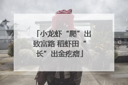 小龙虾“爬”出致富路 稻虾田“长”出金疙瘩