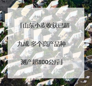 山东小麦收获已超九成 多个高产品种测产超800公斤