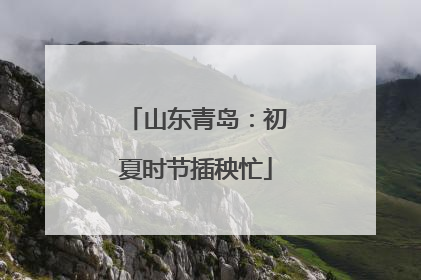 山东青岛：初夏时节插秧忙