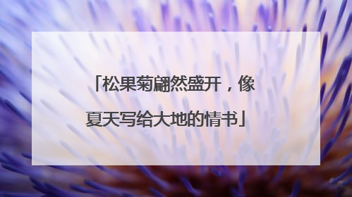 松果菊翩然盛开，像夏天写给大地的情书