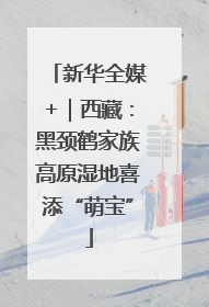 新华全媒+｜西藏：黑颈鹤家族高原湿地喜添“萌宝”