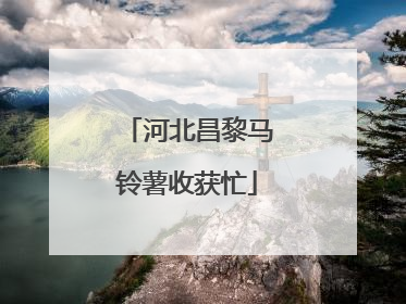 河北昌黎马铃薯收获忙