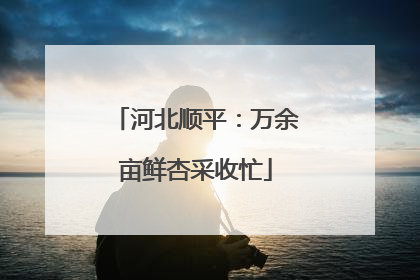 河北顺平：万余亩鲜杏采收忙