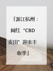 浙江杭州：网红“CBD麦田”迎来丰收季