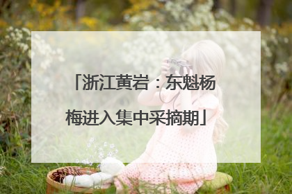 浙江黄岩：东魁杨梅进入集中采摘期