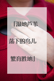 湿地芦苇荡下的鸟儿繁育胜地