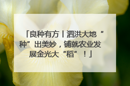 良种有方丨泗洪大地“种”出美妙，铺就农业发展金光大“稻”！
