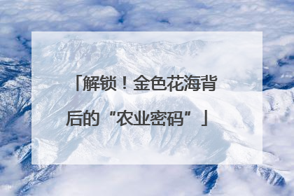 解锁！金色花海背后的“农业密码”