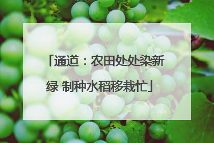 通道：农田处处染新绿 制种水稻移栽忙