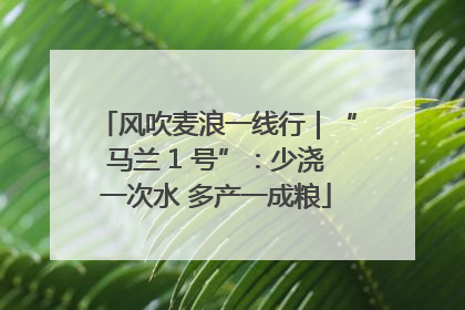 风吹麦浪一线行｜“马兰 1 号”：少浇一次水 多产一成粮