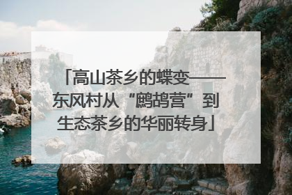 高山茶乡的蝶变——东风村从“鹧鸪营”到生态茶乡的华丽转身