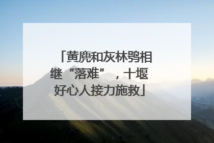 黄麂和灰林鸮相继“落难”，十堰好心人接力施救