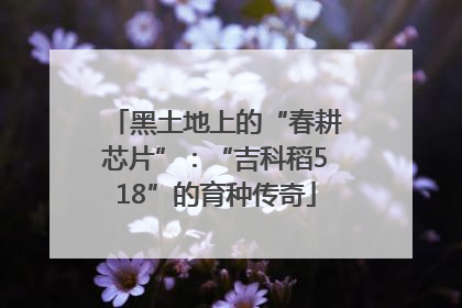 黑土地上的“春耕芯片”：“吉科稻518”的育种传奇