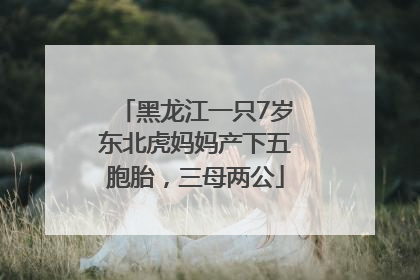 黑龙江一只7岁东北虎妈妈产下五胞胎，三母两公