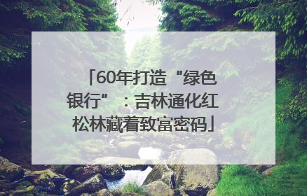 60年打造“绿色银行”：吉林通化红松林藏着致富密码